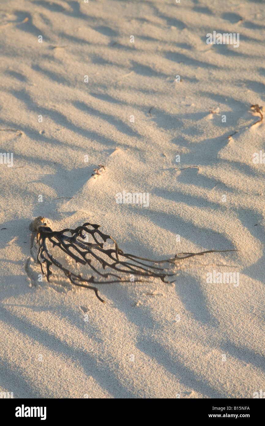 Seawead essiccata su una spiaggia messicana Foto Stock