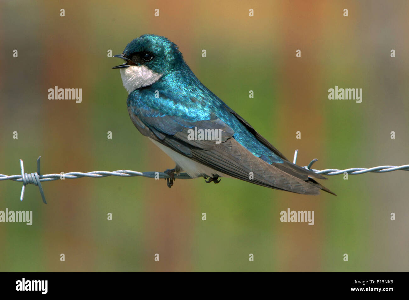 Tree Swallow cantando ( Tachycineta bicolor ) E USA, da George e Stewart/Dembinsky Foto Assoc Foto Stock