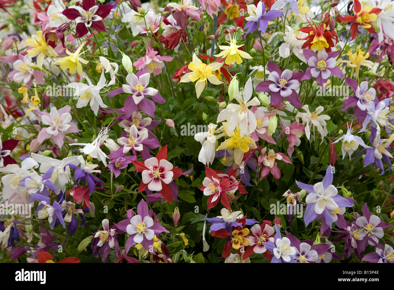 Una massa di variopinti colori misti fiori. aquilegia Foto Stock