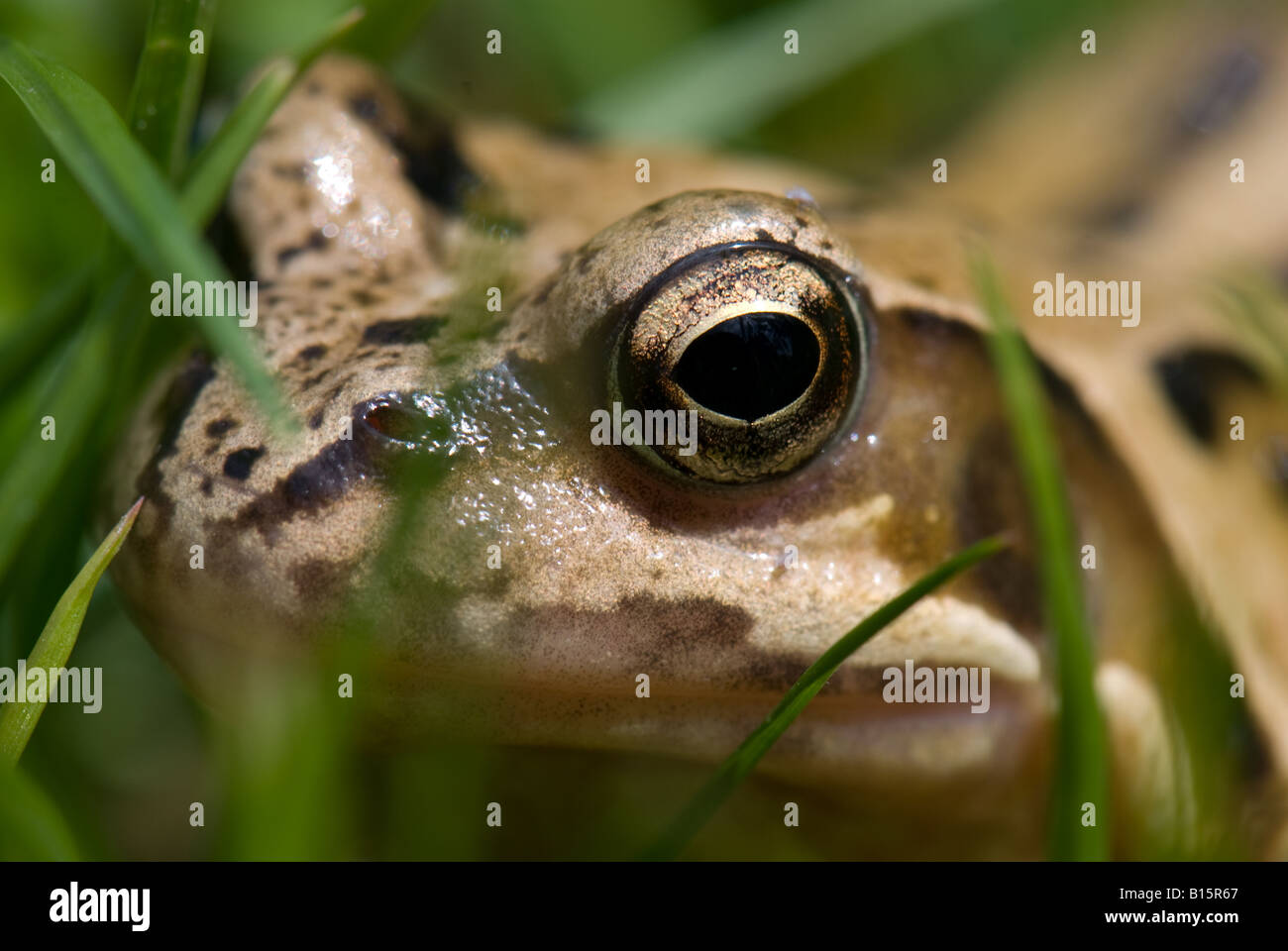 Close up [macro] della rana comune in erba lunga Foto Stock