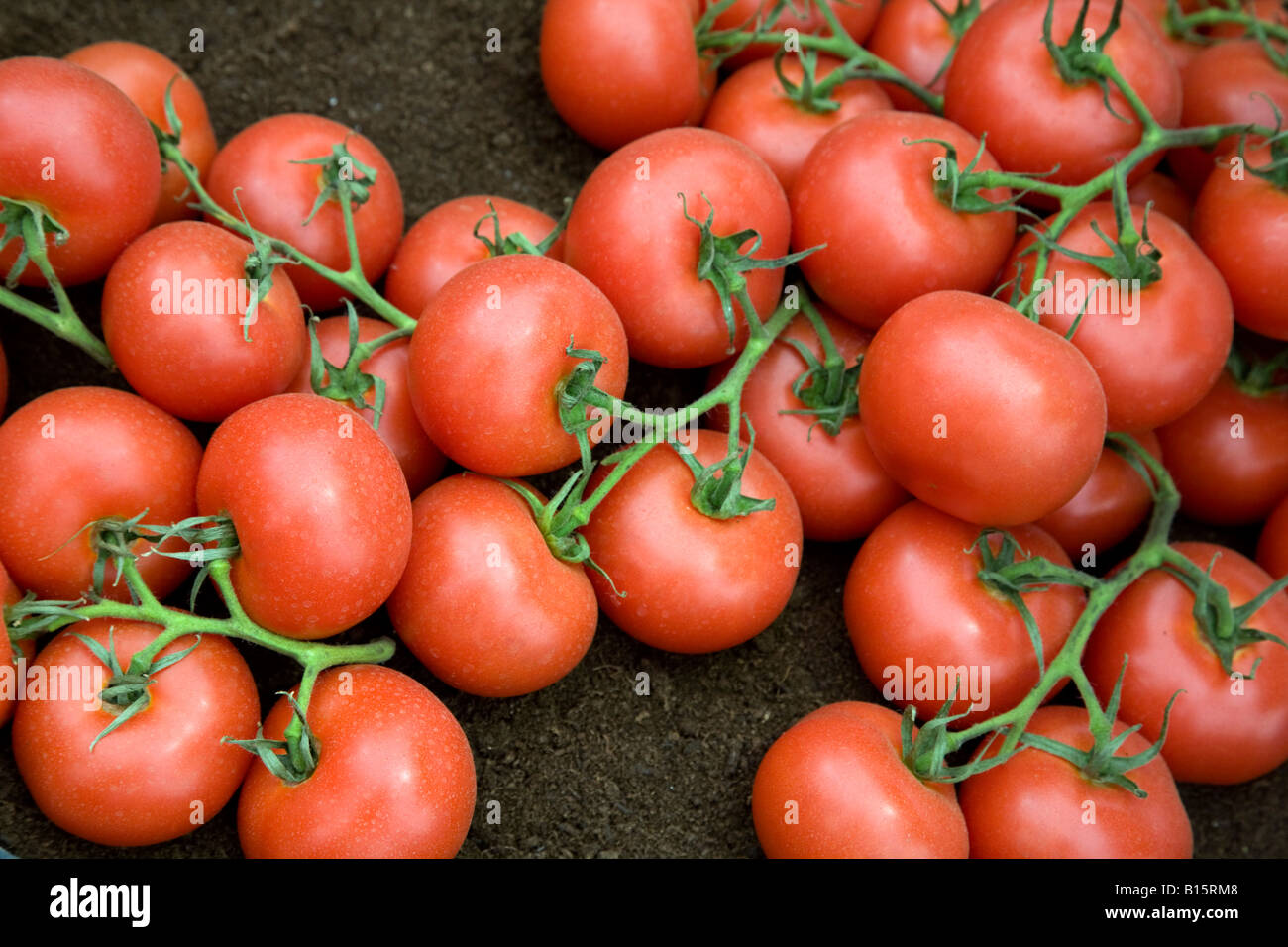 Pomodori maturi sulla vite Foto Stock