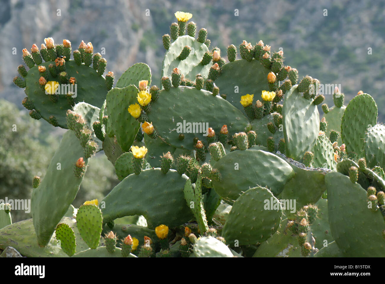 Ficodindia o Barberia fig Opuntia ficus indica piante in fiore e presto i suoi frutti Creta Foto Stock