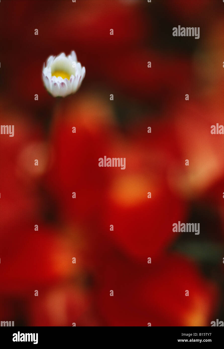 Un unico comune Daisy fiore accanto all lo sfondo di rosso caduti dalia petali Foto Stock