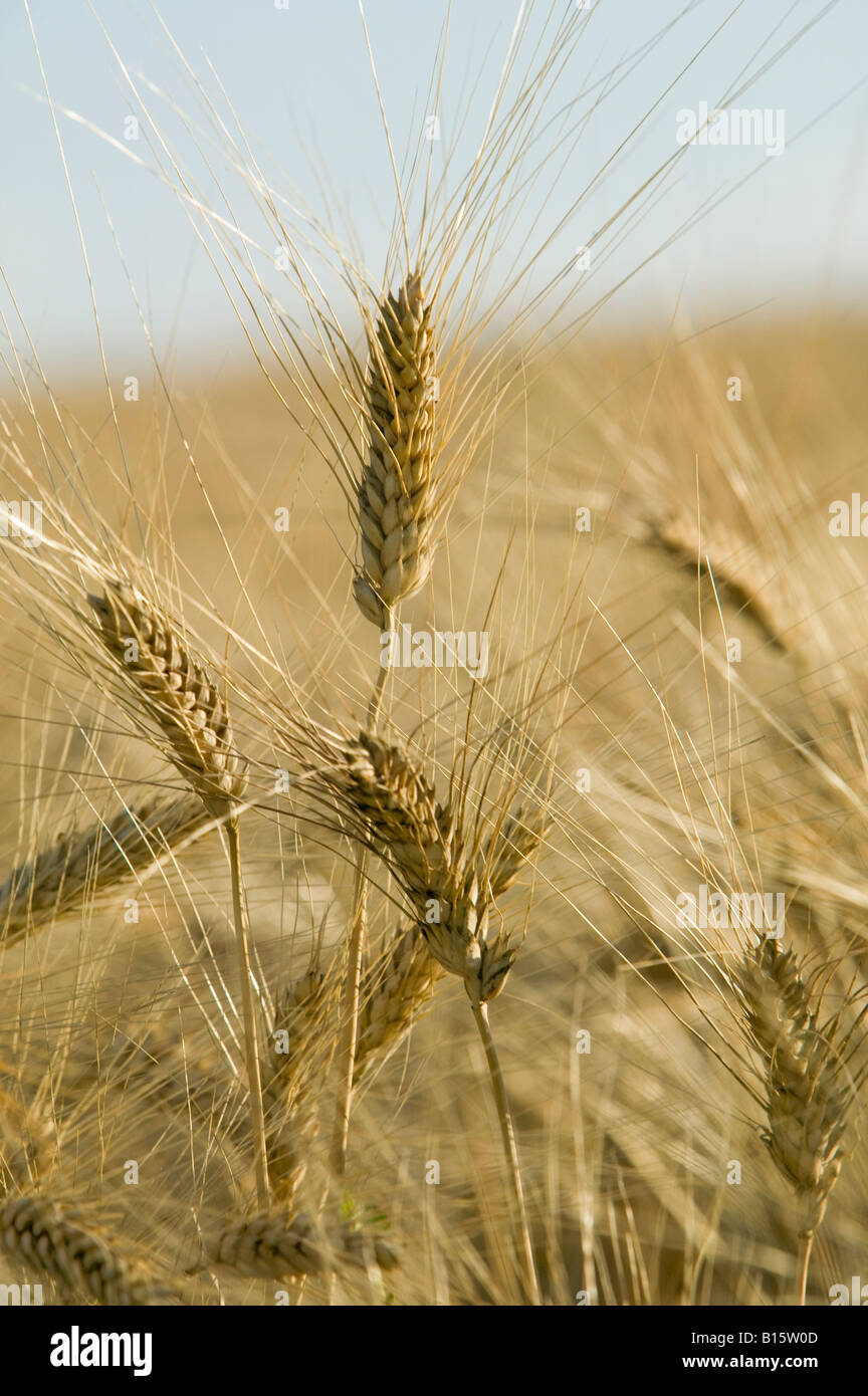 Agricoltura, agricolo, i seminativi, cereali, chiudere, Campagna, Paese, colture, coltivato, la coltivazione di frumento, terreni agricoli, granella Foto Stock