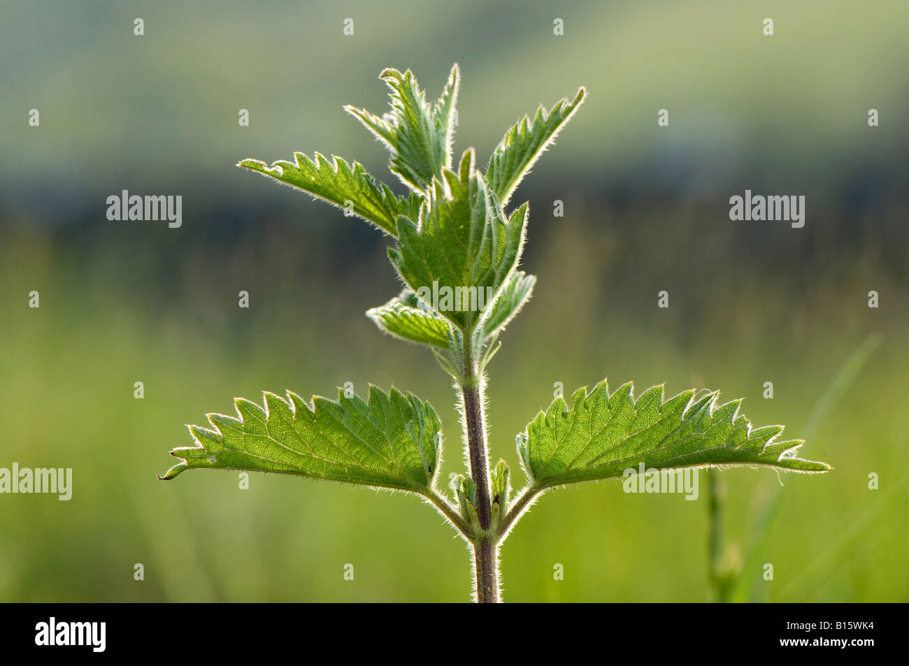 Backlit Ortica Urtica dioica Foto Stock