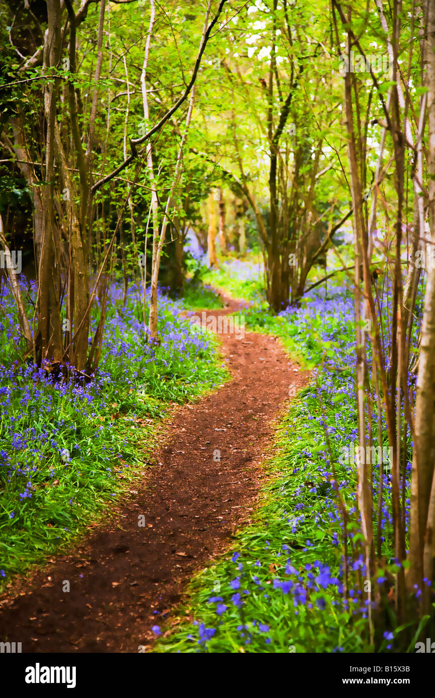Un serpeggiante percorso attraverso un bluebell legno. Il Dorset. Regno Unito. Foto Stock