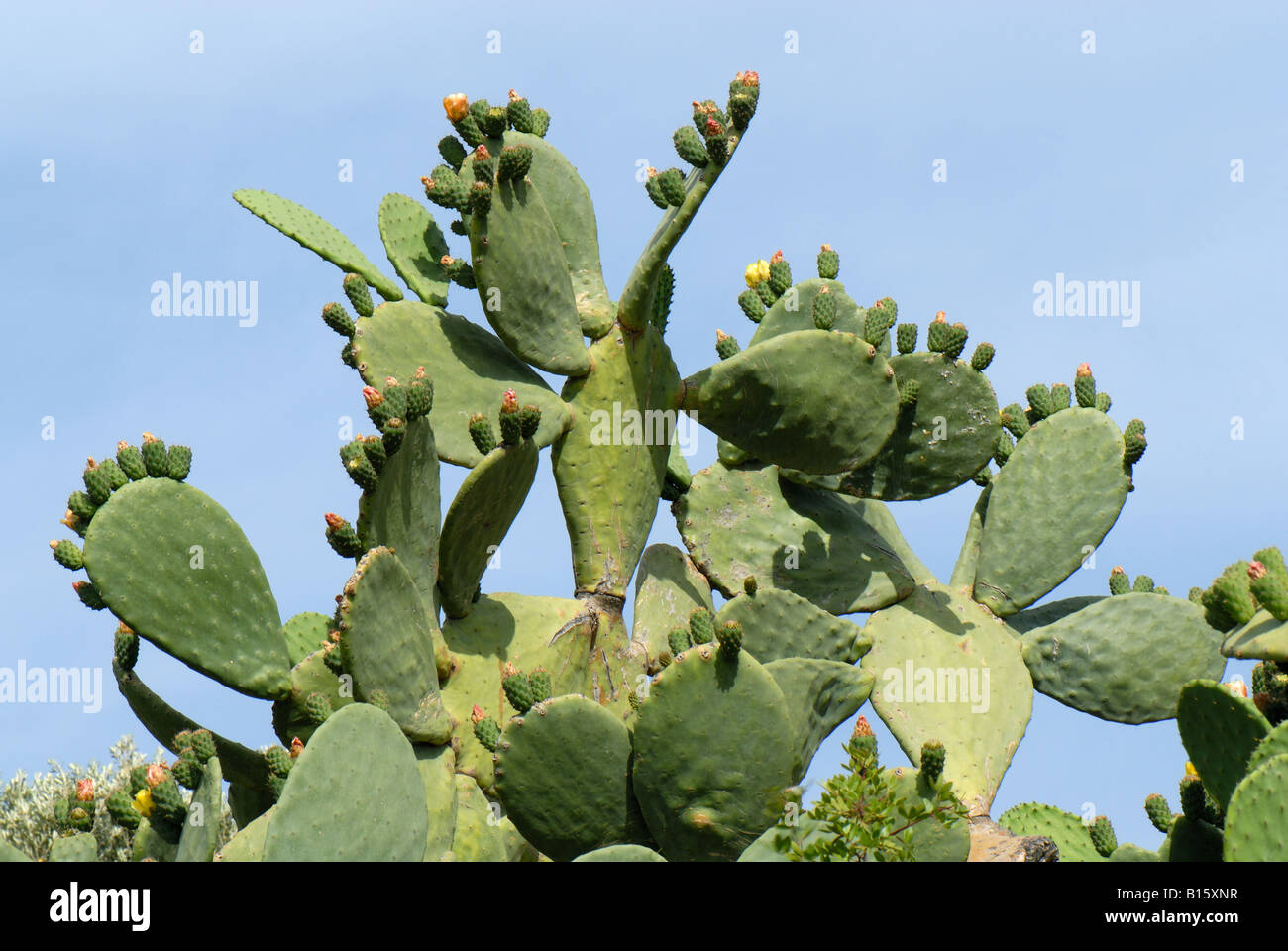 Ficodindia o Barberia fig Opuntia ficus indica pianta nei primi frutti Creta Foto Stock