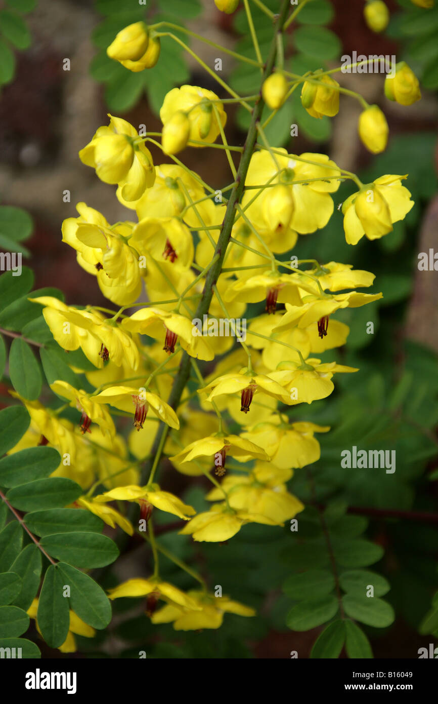 Mauritius o Mysore Thorn, Caesalpinia decapetala Fabaceae aka Cat's Claw, aspetta un po' e Pua Kelekino. Originario dell'India Foto Stock