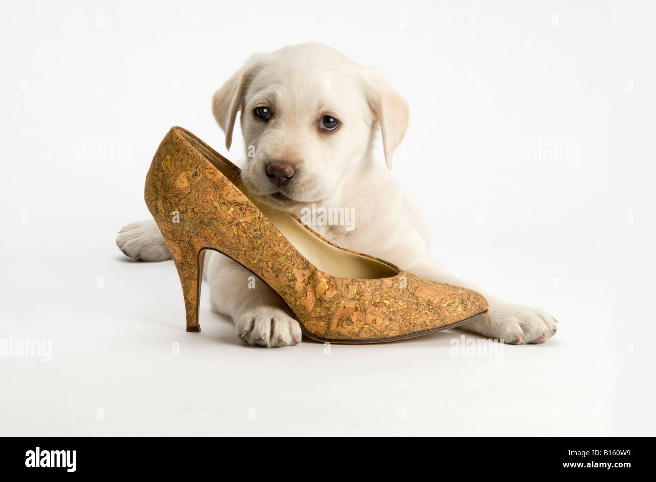 White Labrador cucciolo con donna di scarpa Foto Stock