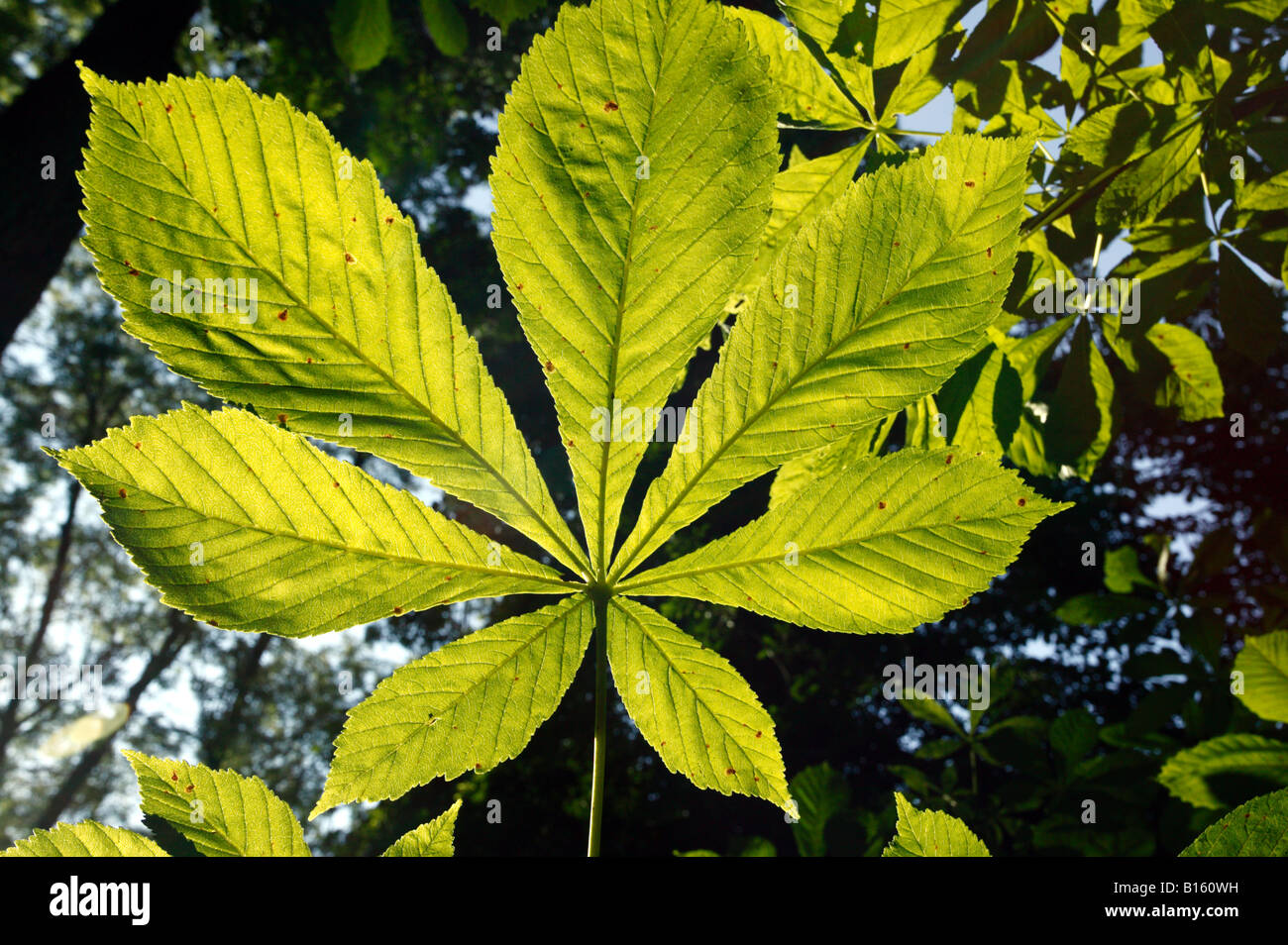 Inquadratura ravvicinata di un Ippocastano foglie visto dalla parte inferiore e sul retro-illuminato da una forte luce solare Foto Stock