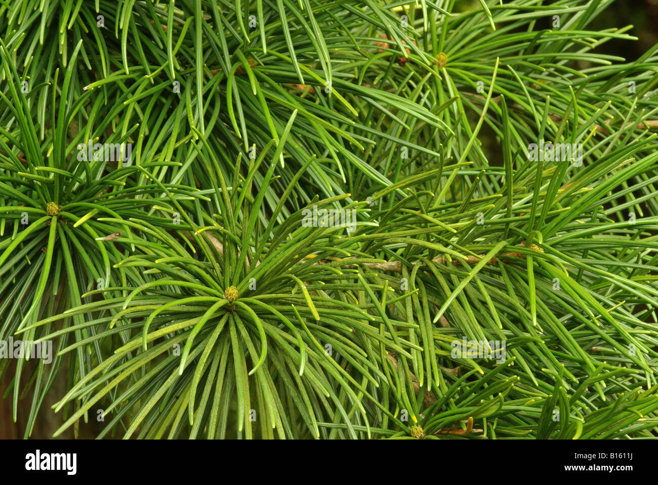 L'ombrello, pino (Sciadopitys verticillata) Foto Stock