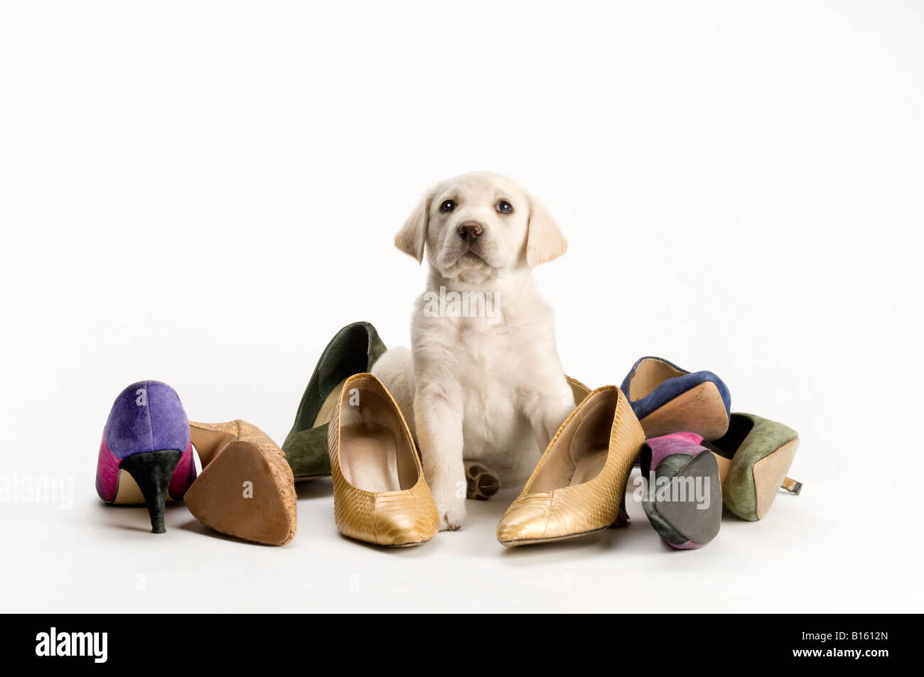 Lab cucciolo seduto su una pila di scarpe da donna Foto Stock