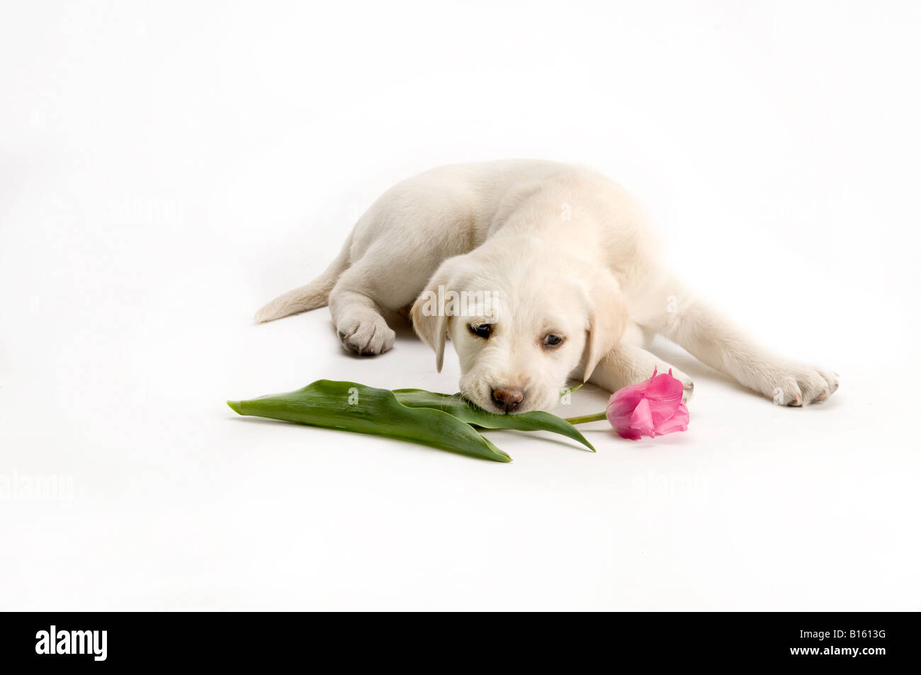 Lab cucciolo masticare una rosa tulip flower Foto Stock