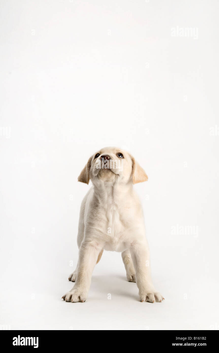 Laboratorio di bianco cucciolo in piedi su sfondo bianco Foto Stock