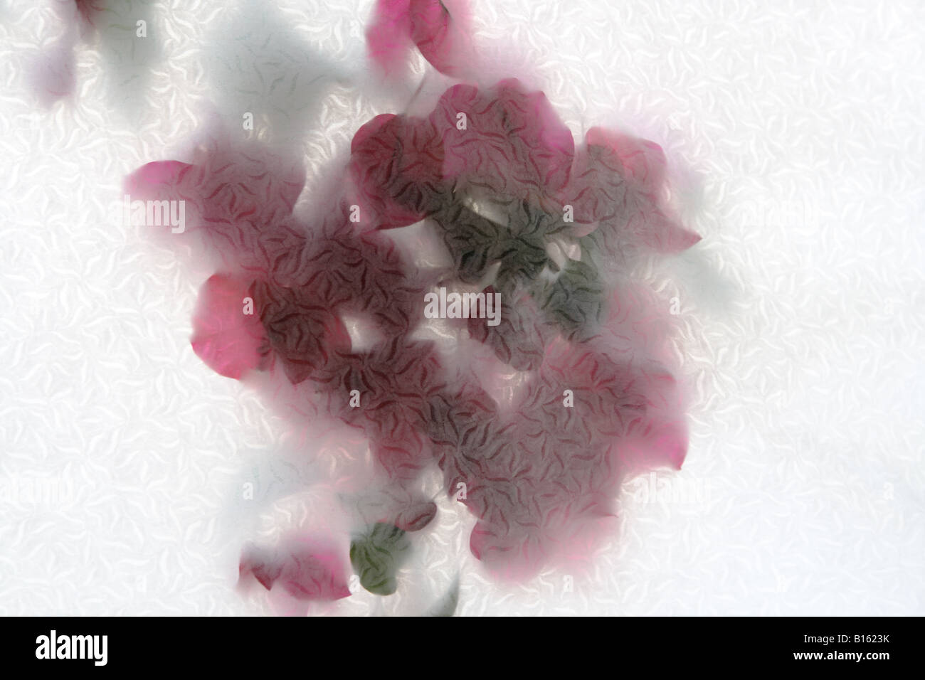 Magenta fiori di bouganville con carta testurizzata Foto Stock