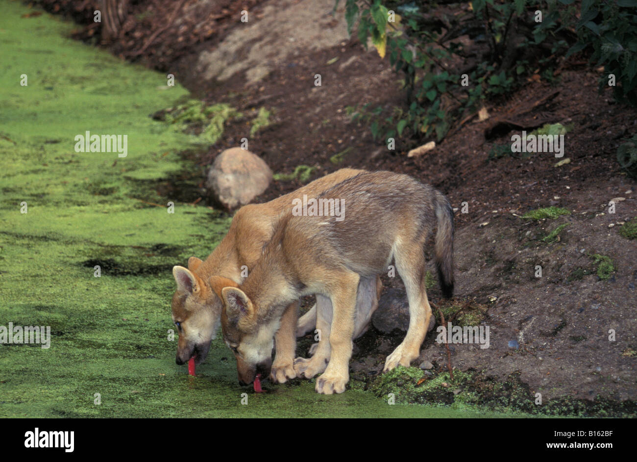 Loup gris Lupo adulto Canis lupus bere dal litorale adulti adulti America American animali animali essendo canide lo Canidae c Foto Stock