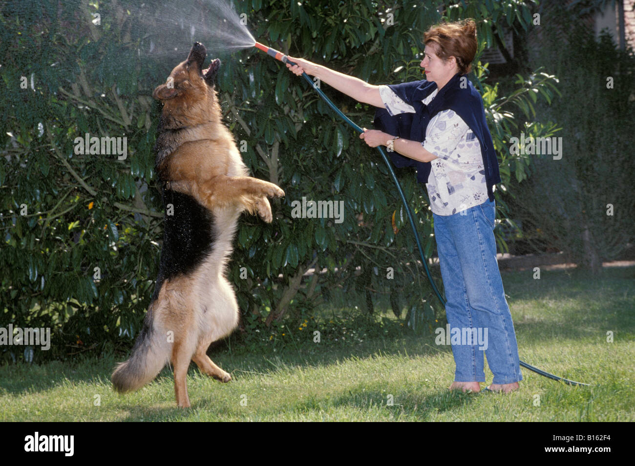 Berger allemand Deutscher Schaeferhund pastore tedesco Canis lupus familiaris in esecuzione attraverso acqua alsaziano animali Berger alle Foto Stock