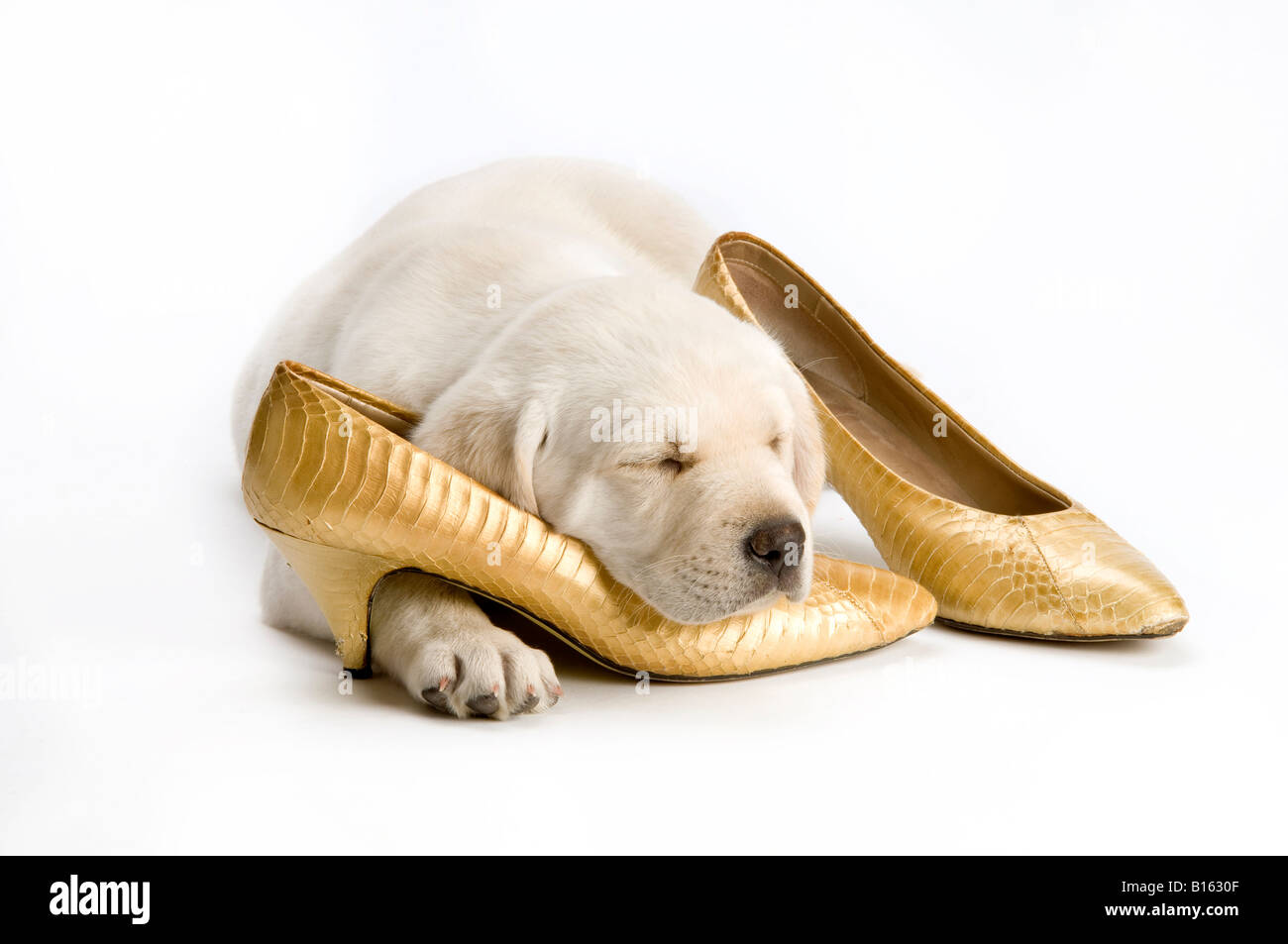 Cucciolo di Labrador a dormire su scarpe da donna Foto Stock