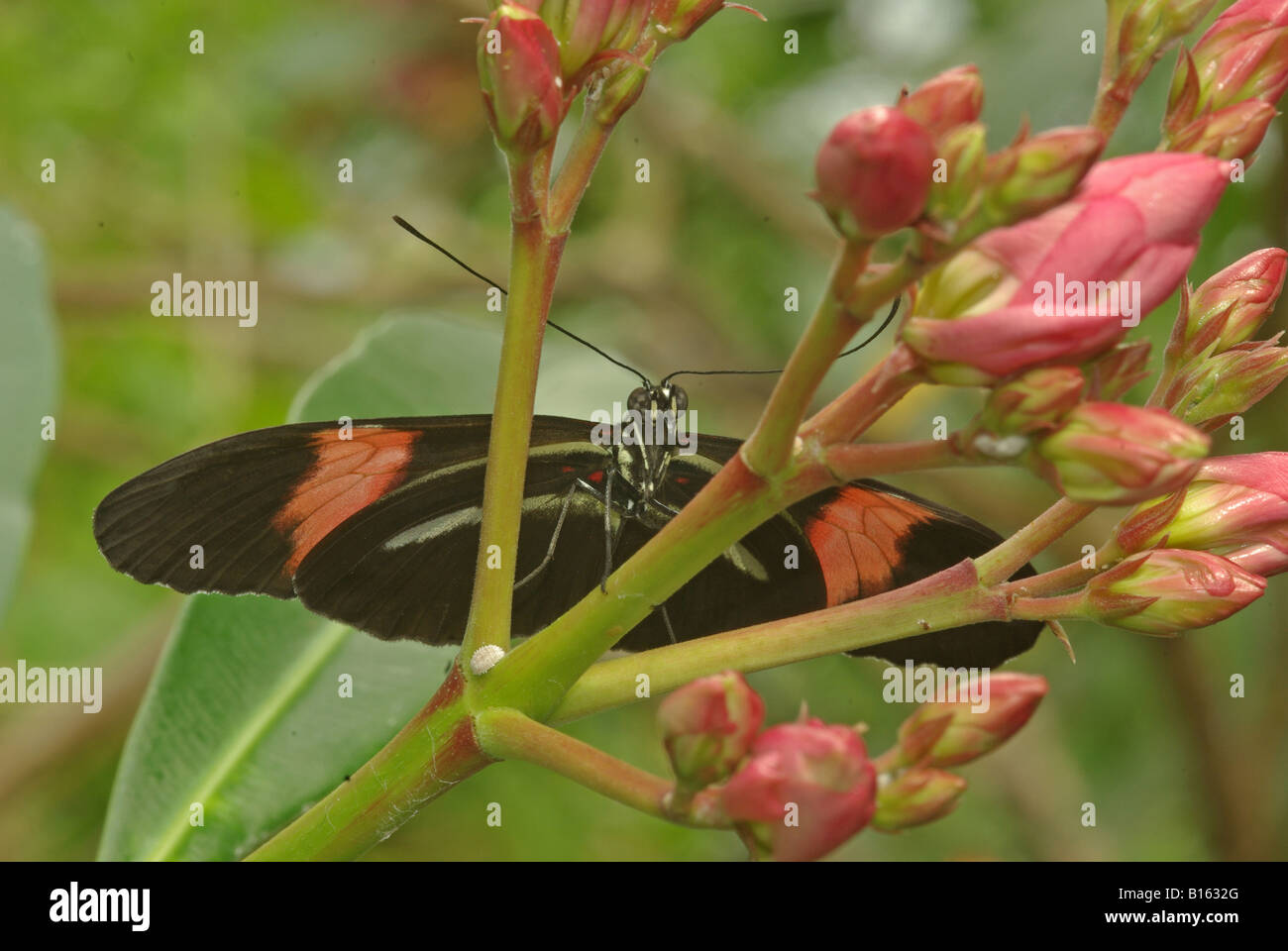 Un postino butterfly. (Heliconius melpomene :), una farfalla da America del Sud e Centrale. Foto Stock