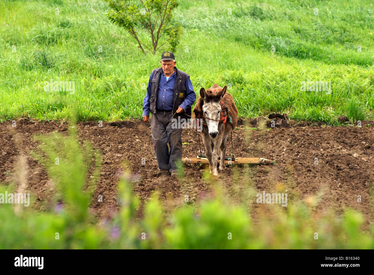Un uomo spagnolo portando il suo asino-powered aratro attraverso i suoi campi nella regione della Galizia in Spagna. Foto Stock