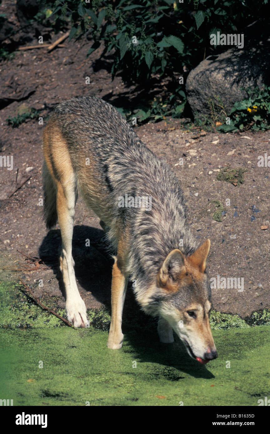 Loup gris Lupo adulto Canis lupus bere dal litorale adulti adulti America American animali animali essendo canide lo Canidae c Foto Stock