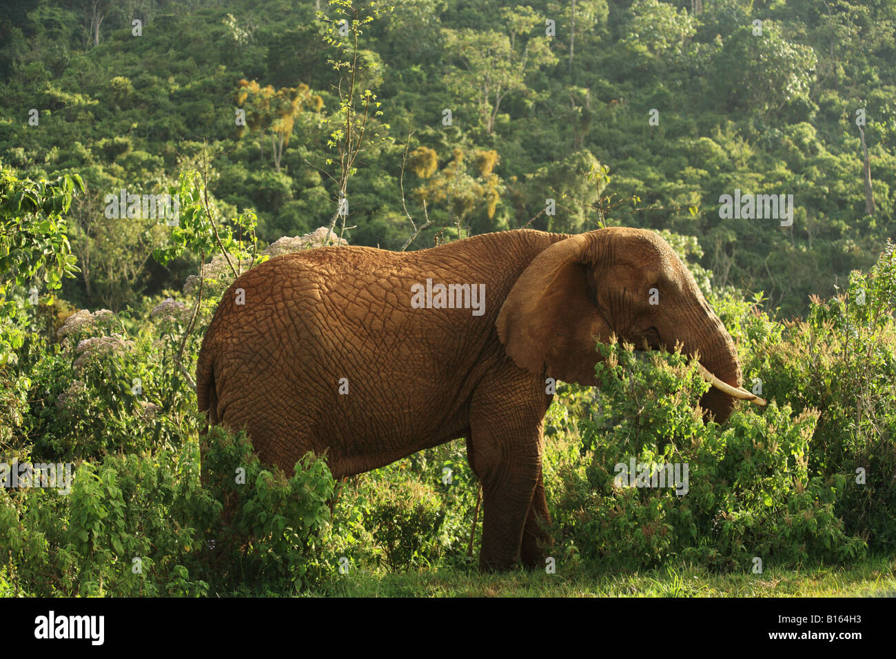 Vecchio elefante femmina in Kenya Africa Foto Stock