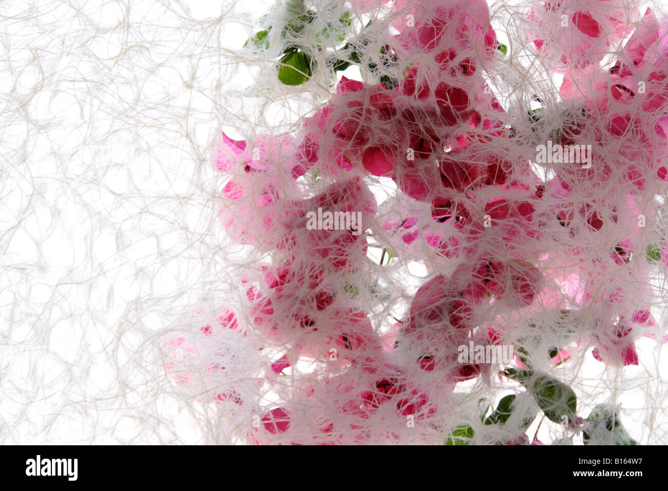 Magenta fiori di bouganville con carta testurizzata Foto Stock