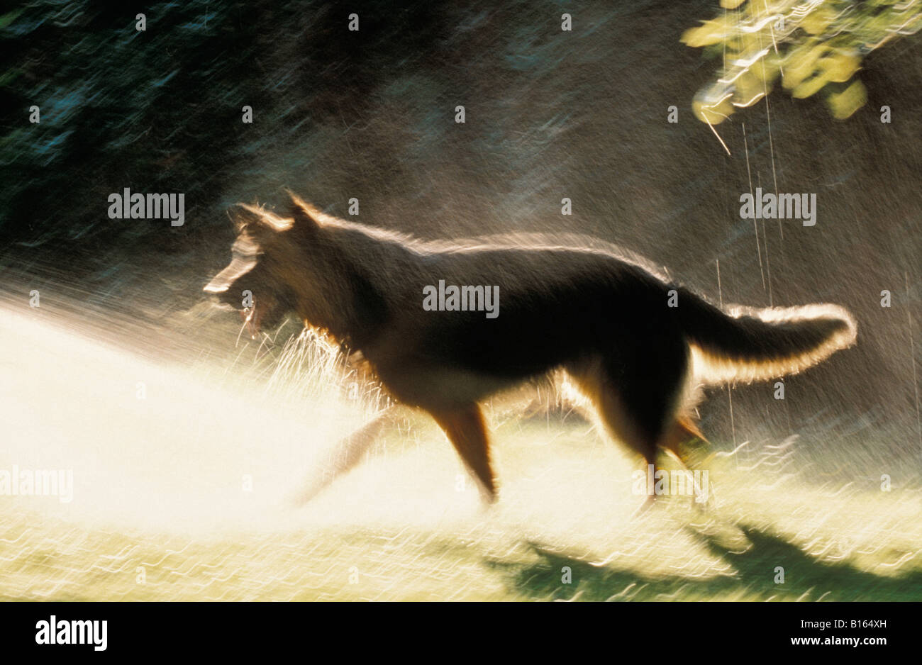 Berger allemand Deutscher Schaeferhund pastore tedesco Canis lupus familiaris in esecuzione attraverso l acqua nel sole alsaziano animali Foto Stock