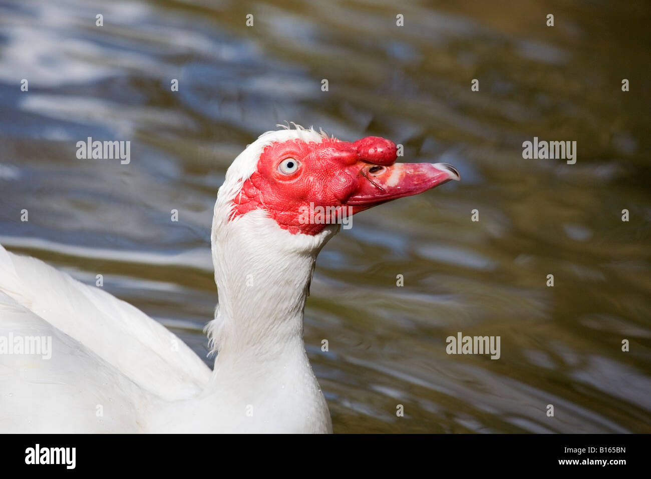 Anatra muta Cairina moschata Foto Stock