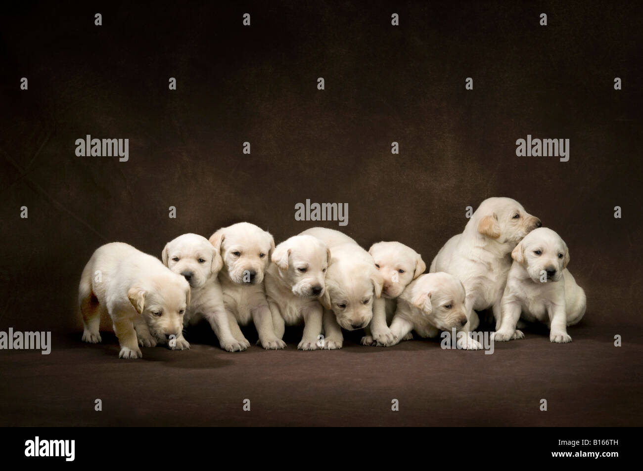 Cucciolata di nove labrador cuccioli a quattro settimane Foto Stock