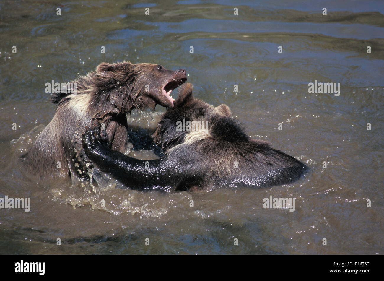 La nostra brun Unione Orso Bruno cubs giocando Ursus arctos animale animali orso orsi belve orso bruno Europa orizz. Foto Stock