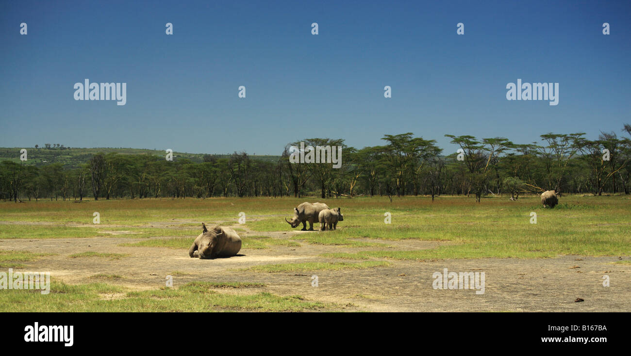 White Rhino a Lake Nakuru Rift Valley Kenya Foto Stock