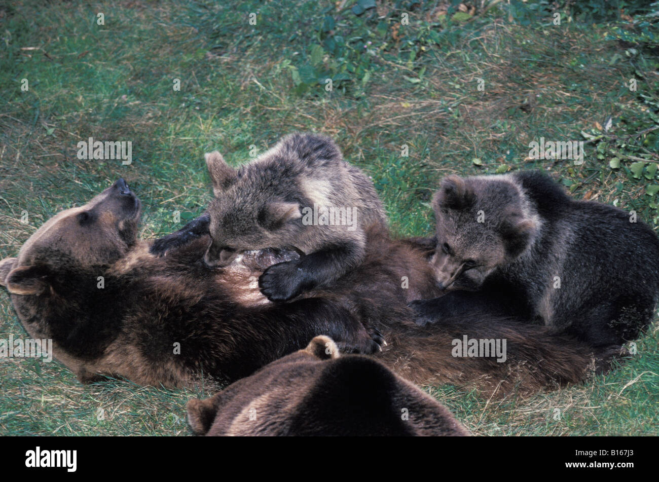 La nostra brun donnant la tétee a ses oursons orso bruno dando succhiare ha i suoi cuccioli animali Baeren Baerenjunges Baerenkinder porta B Foto Stock