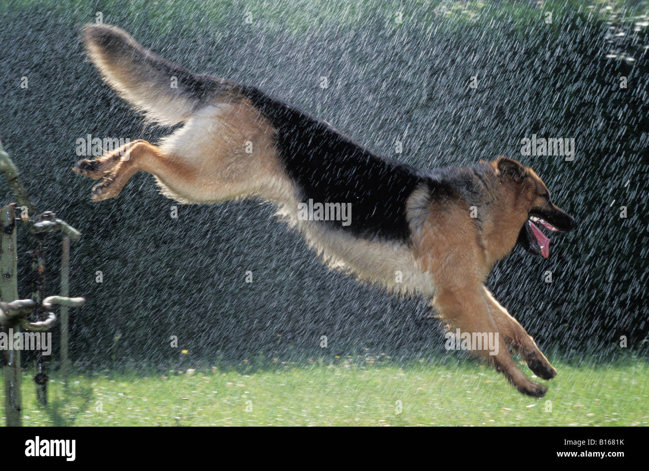 Berger allemand Deutscher Schaeferhund tedesco cane pastore alsaziano Canis lupus familiaris saltando recinto animali alsaziano B Foto Stock