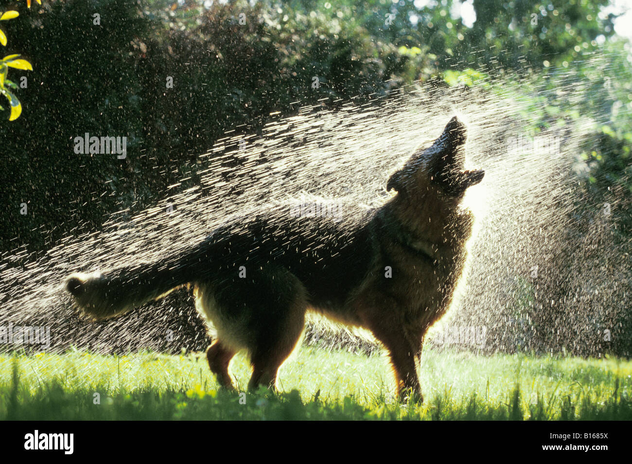 Berger allemand Deutscher Schaeferhund pastore tedesco Canis lupus familiaris in esecuzione attraverso acqua alsaziano animali Berger alle Foto Stock
