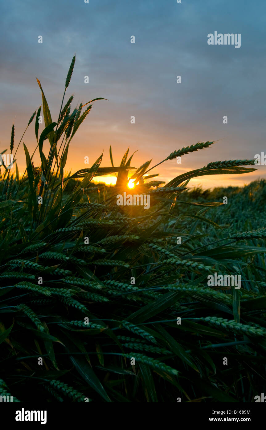 Sun impostazione sulla tempesta danneggiato campo di grano, sud-Touraine, Francia. Foto Stock