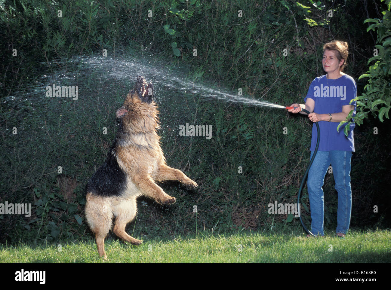 Berger allemand Deutscher Schaeferhund pastore tedesco Canis lupus familiaris in esecuzione attraverso acqua alsaziano animali Foto Stock