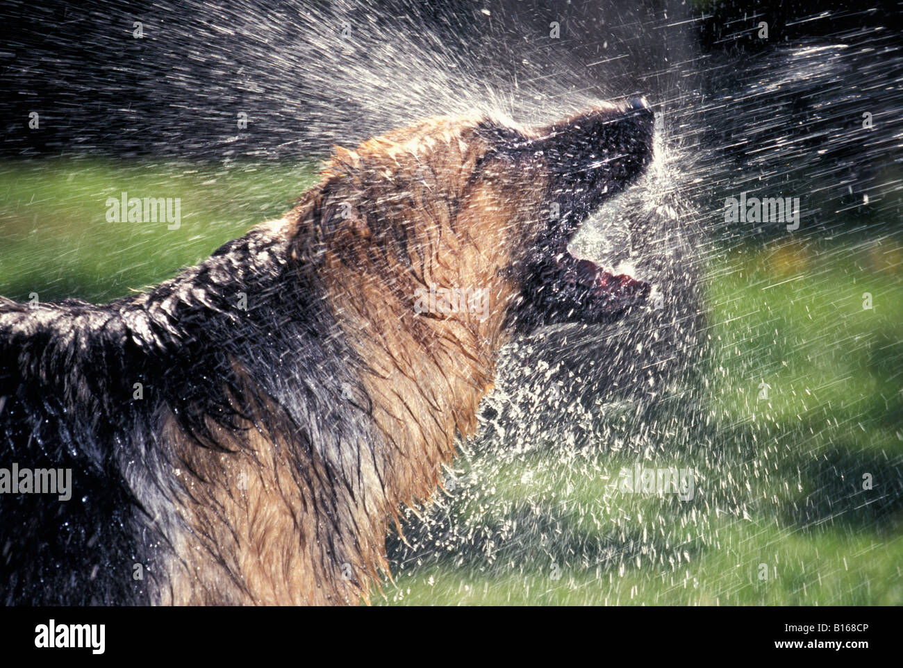 Berger allemand Deutscher Schaeferhund pastore tedesco Canis lupus familiaris in esecuzione attraverso acqua alsaziano animali Berger alle Foto Stock