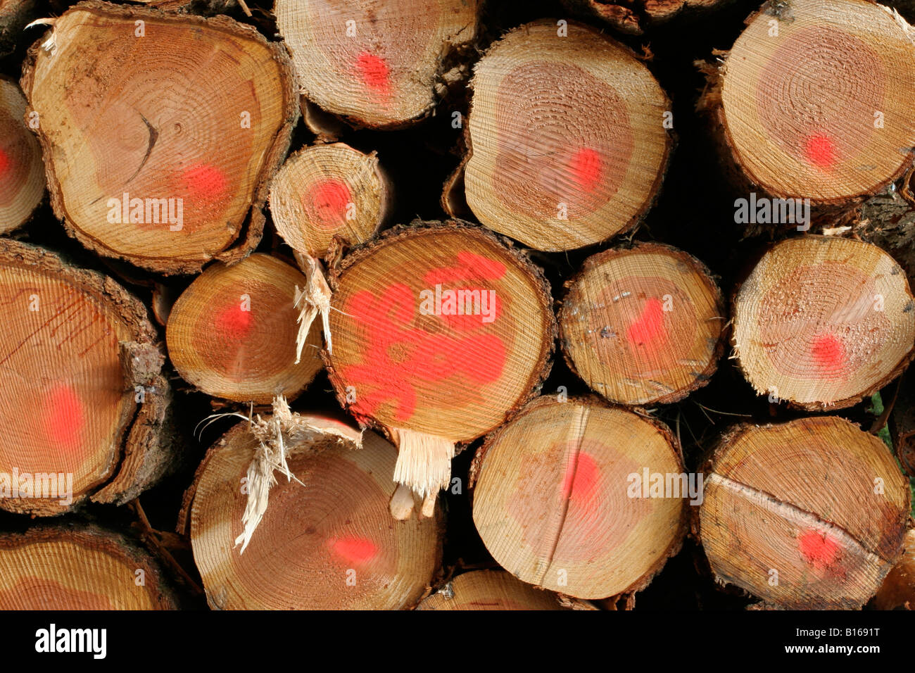 Registrati impilati legname di quercia nella regione Mosel della Germania Foto Stock