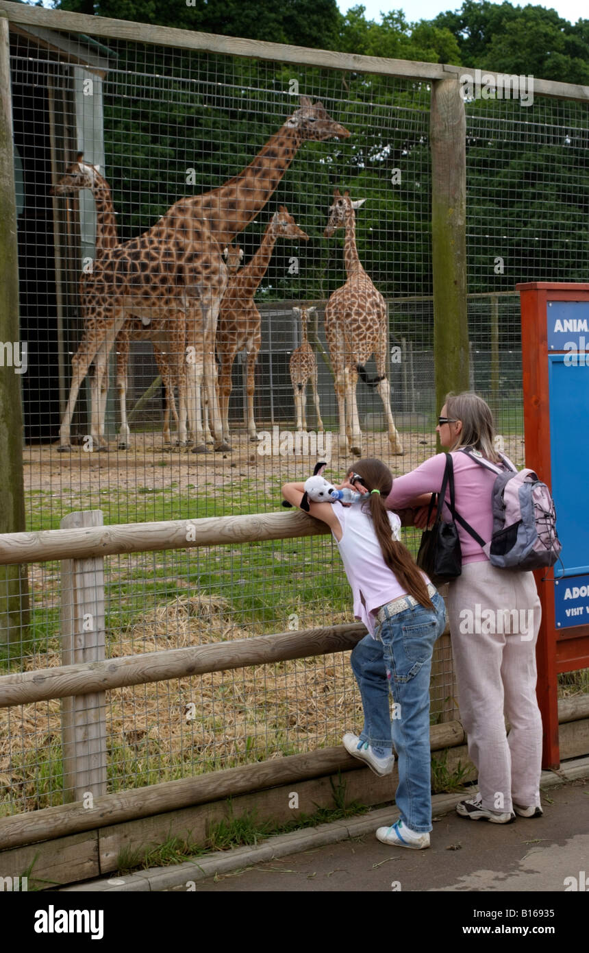 La giraffa enclosure e visitatori presso lo Zoo di Marwell vicino a Winchester in Inghilterra Hampshire REGNO UNITO Foto Stock