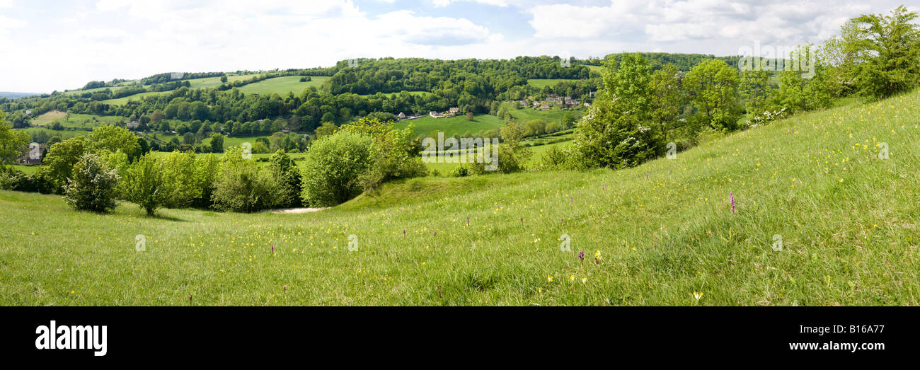 Orchidee e cowslips su Cotswolds a Elliott (Swift's Hill) Riserva Naturale a Slad, Gloucestershire Foto Stock