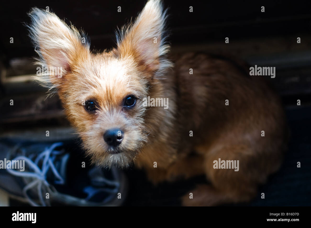 Scruffy cross allevati cane cercando con scarpa in background Foto Stock