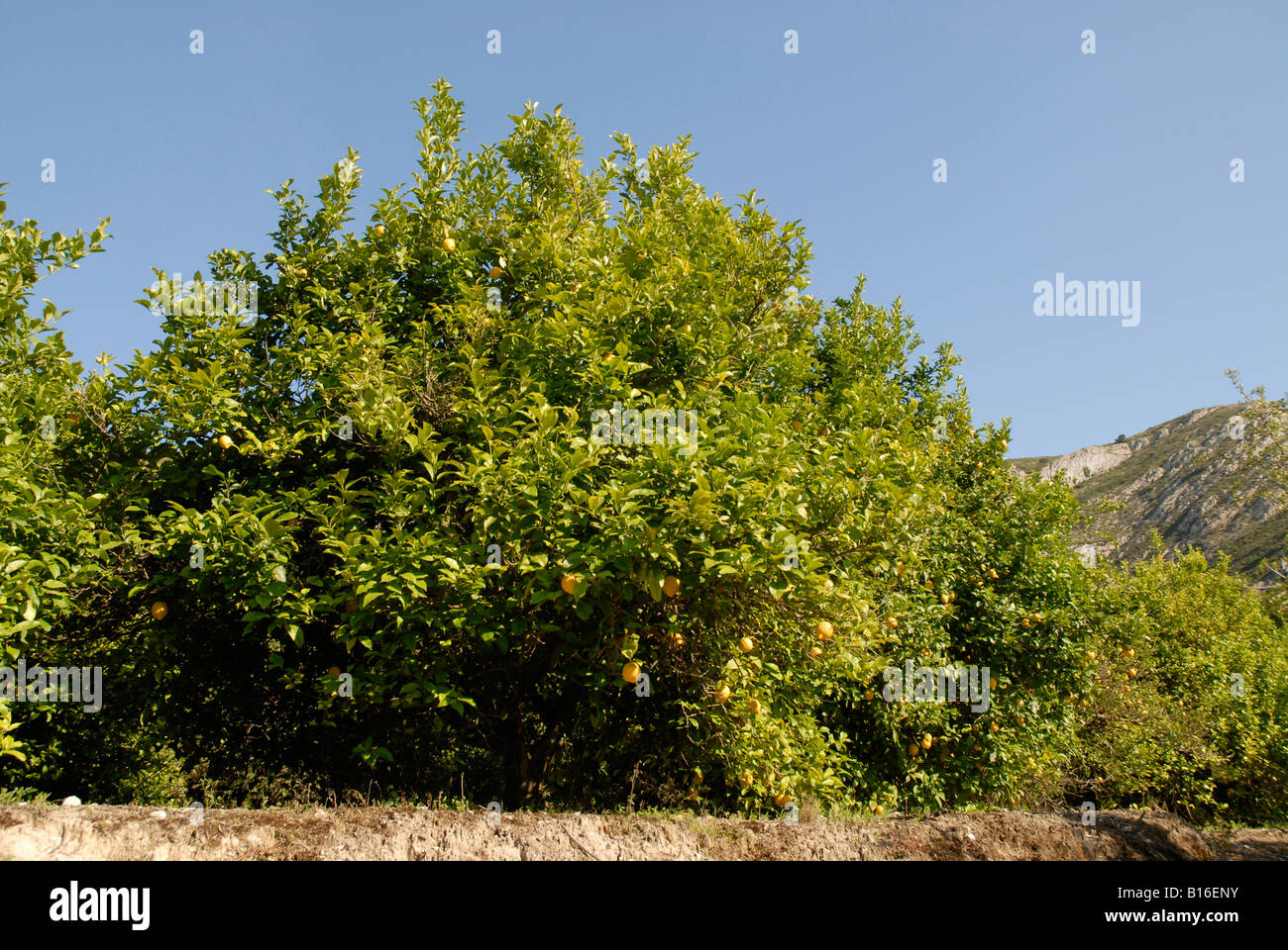 Frutteto di alberi di limone, Pedreguer, Provincia di Alicante, Spagna Foto Stock