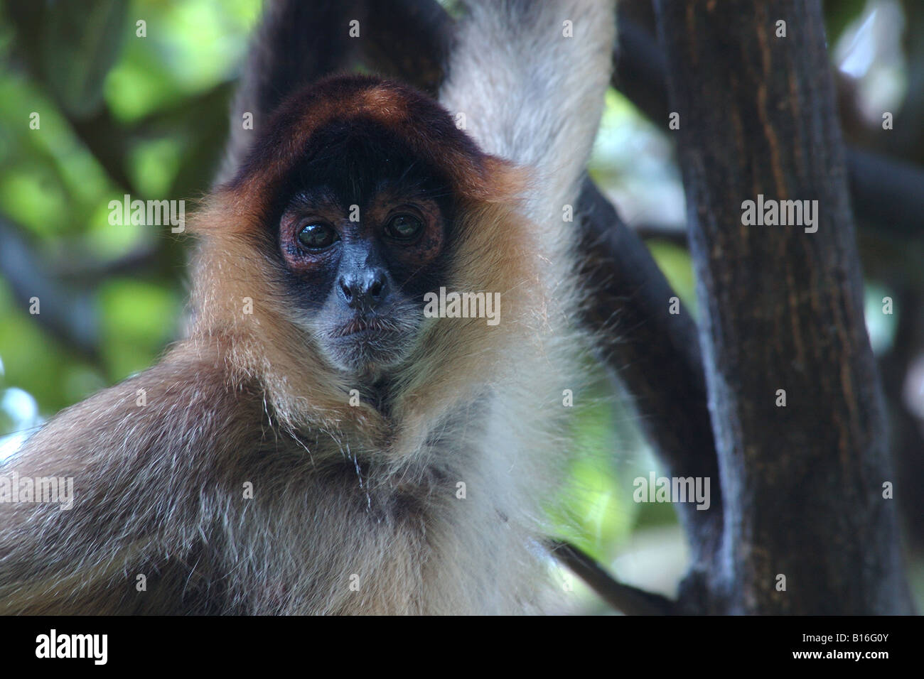 Ateles geoffroyi America Centrale Spider Monkey Costarica rain forest scimmia ragno foresta pluviale foresta tropicale Foto Stock