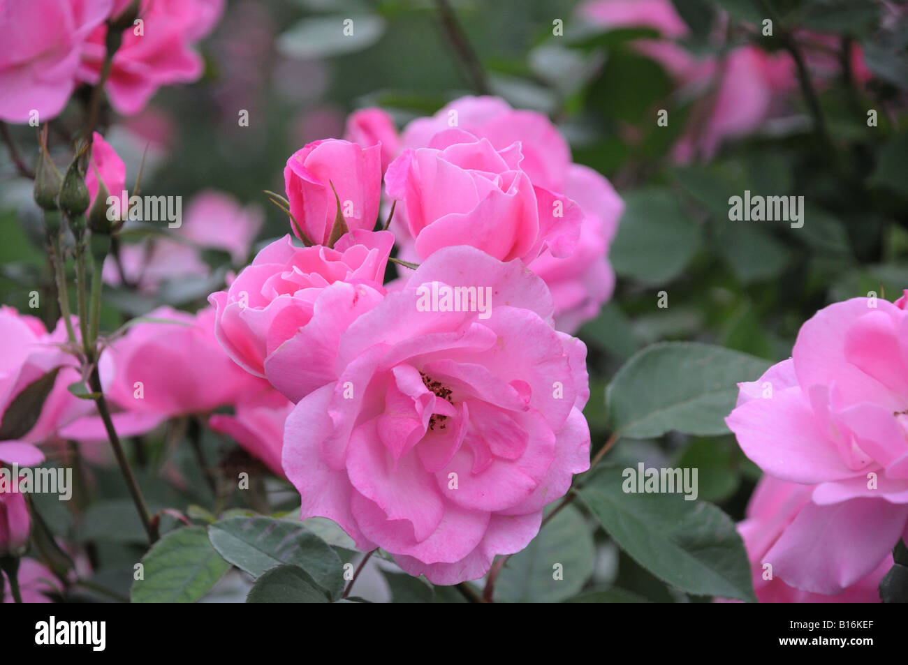 Giugno le rose che crescono in Battery Park City Foto Stock