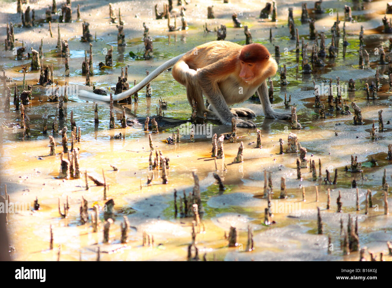 Proboscide di scimmia (Nasalis larvatus) bere in una mangrovia Foto Stock
