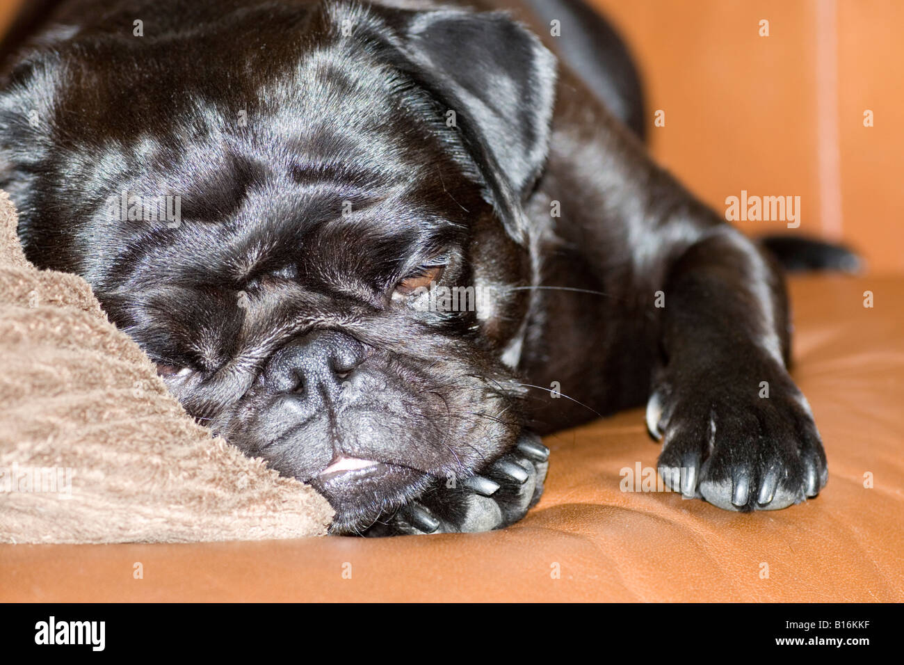 Pug Foto Stock