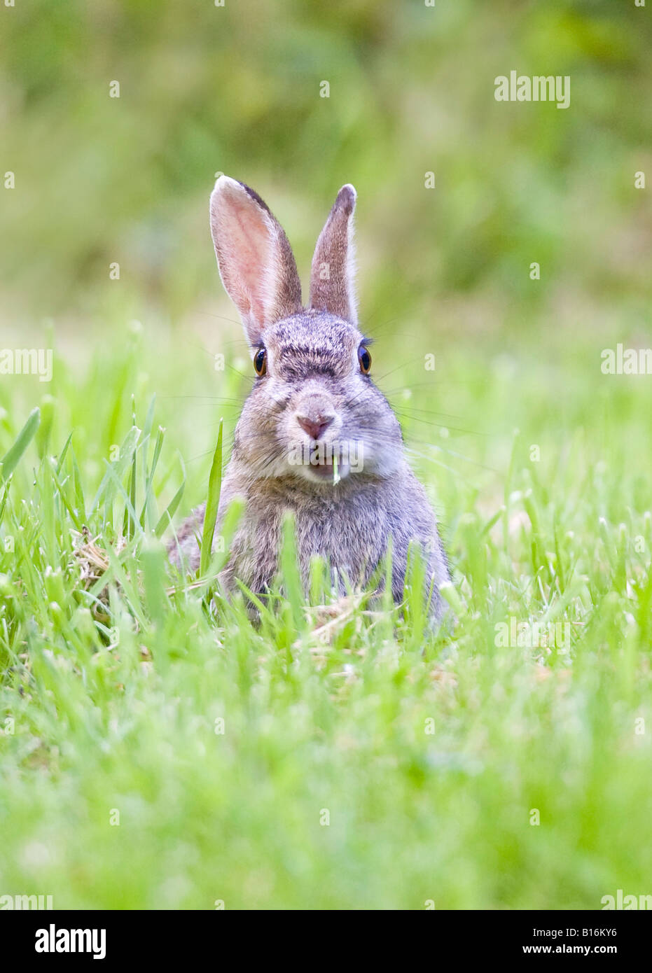 Coniglio comune mangiare erba Foto Stock