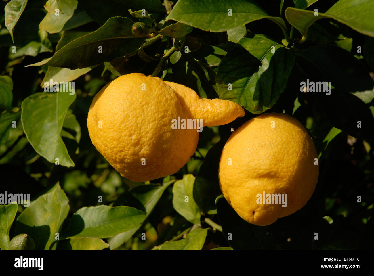 I limoni crescono su un albero, tra cui uno che è deformato, pedreguer, provincia di alicante, Spagna Foto Stock