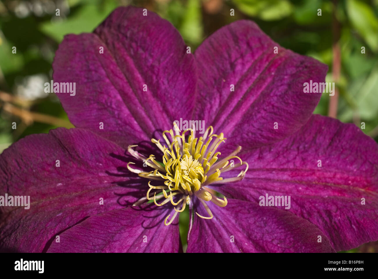 Close up di Clematis Voluceau in fiore in giugno Foto Stock